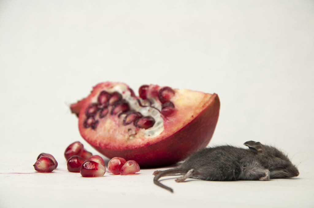 Debbie Lerman_Mouse and Pomegranate_1024