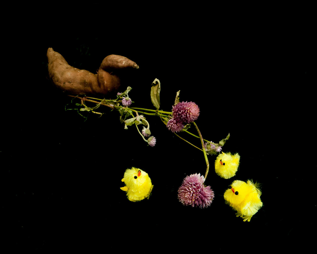 chicks and flower 72
